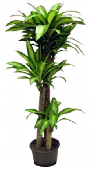 Dresena